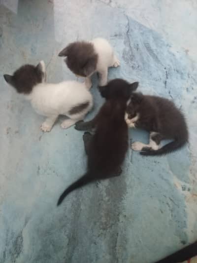 semi Persian kittens for sale