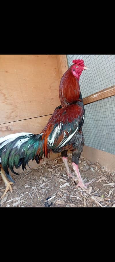 aseel murga in low price pure breed