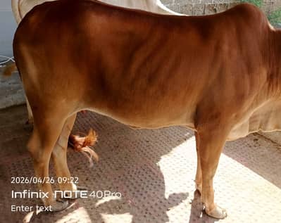 Cow for Sale