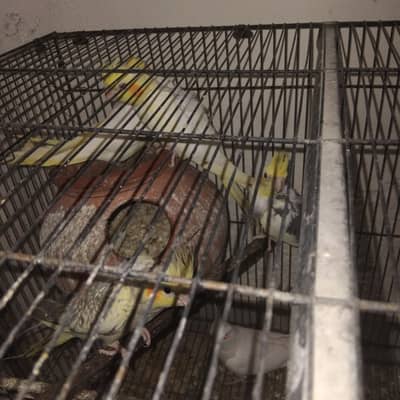 Budgies and Cocktail