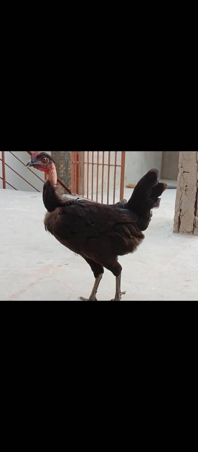 female murgi in low price