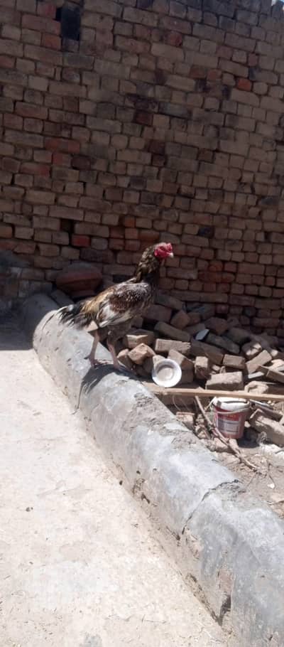 Murga for sale mianwali