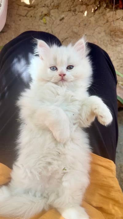 Persian kittens