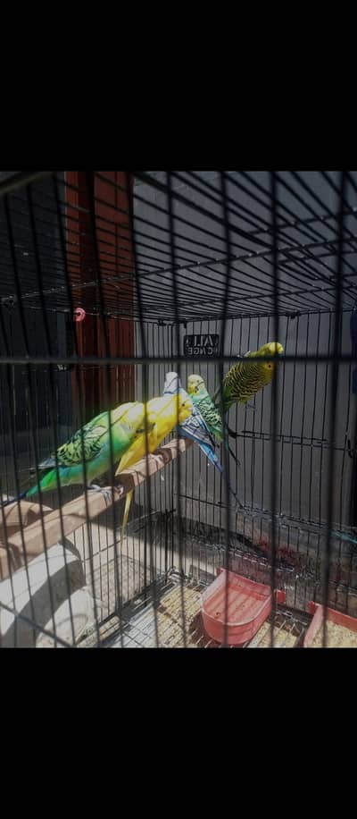 Budgies for sale