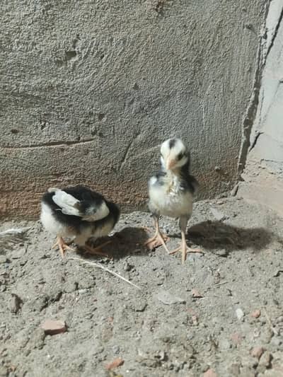 shamo chick
