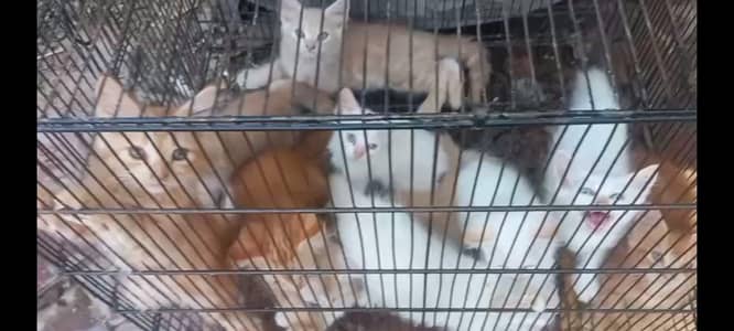 pershion cats kitten available for sale 03158056170
