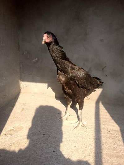 black shamo hen