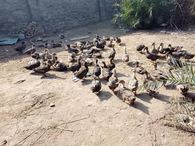 dasi duck sale 03252811779