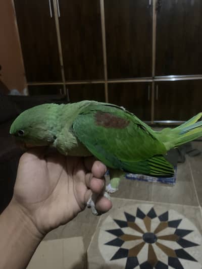 Raw parrot chicks for sale