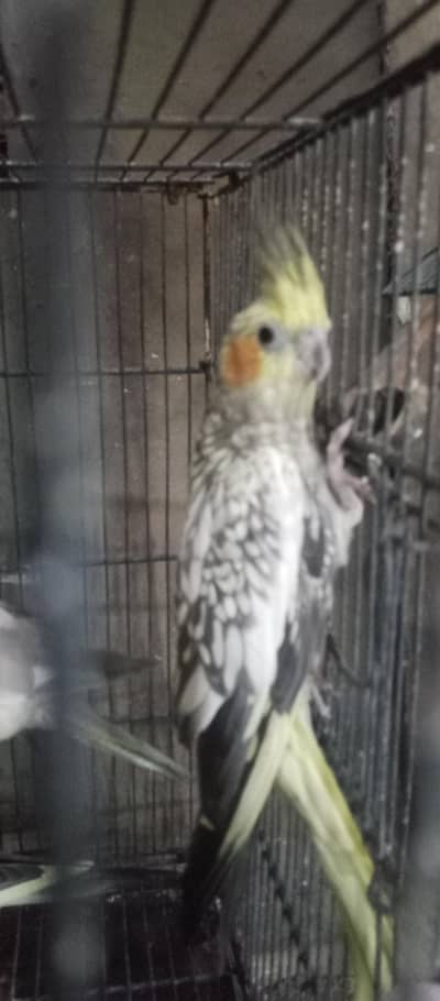 cocktail pearl female|split pied gray