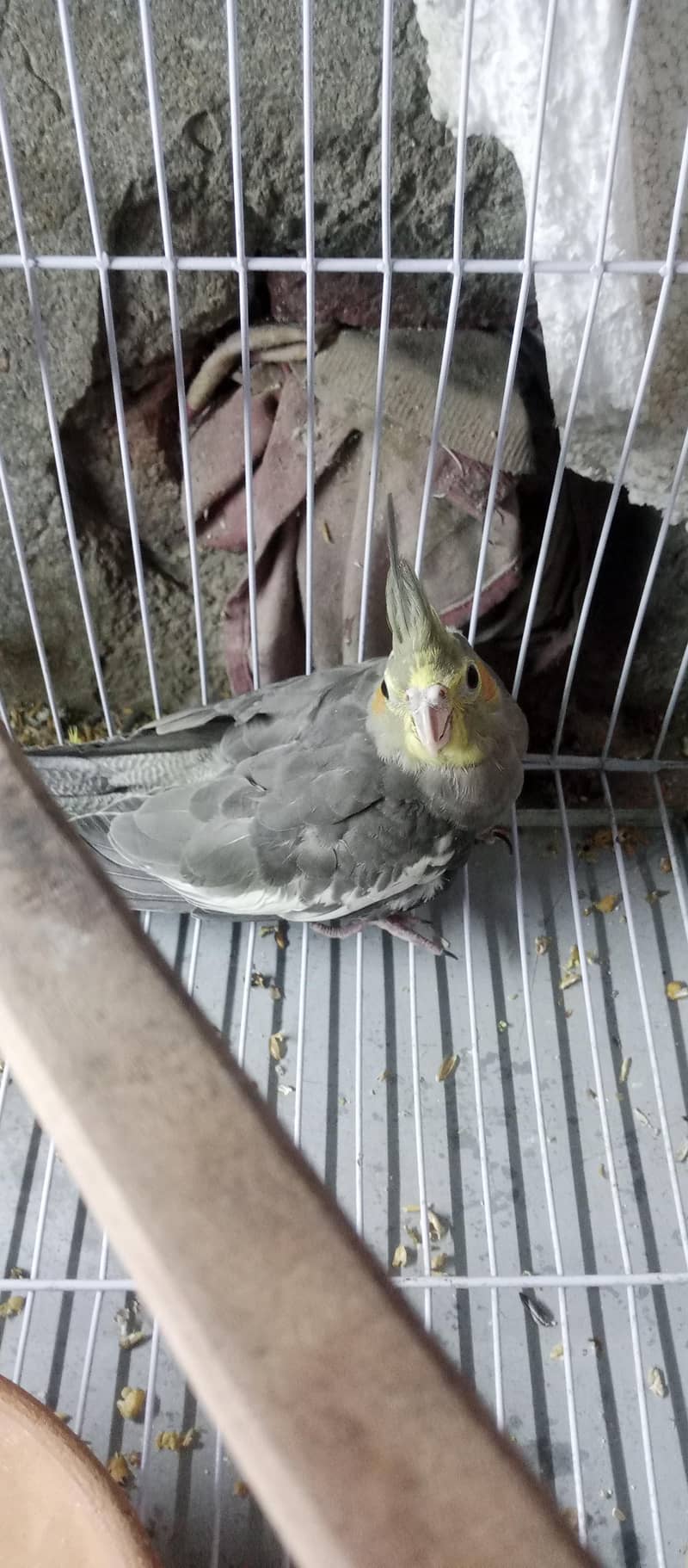 cocktail |split pied gray 0