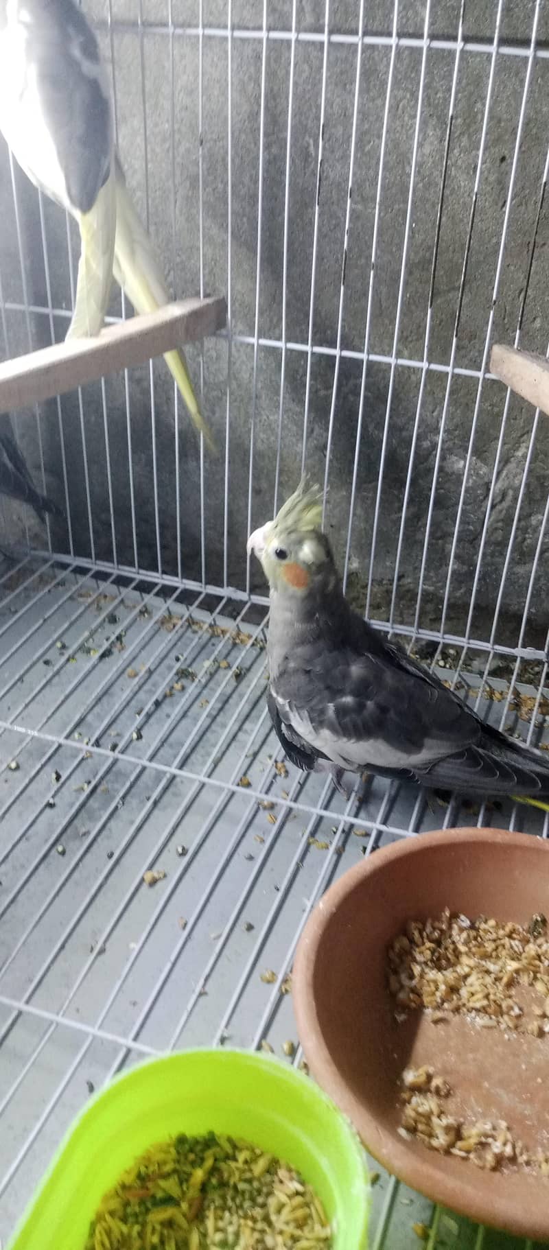 cocktail |split pied gray 1
