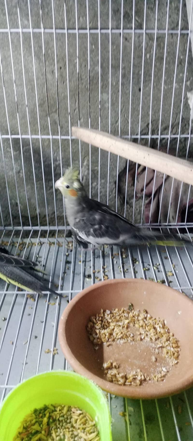cocktail |split pied gray 2