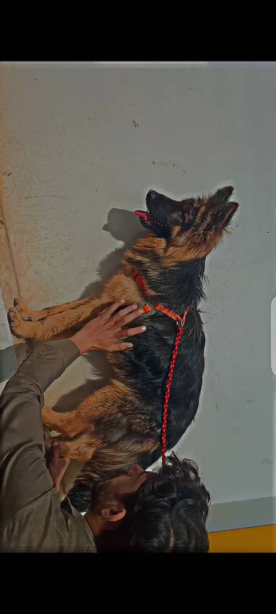 German Shepherd triple coat