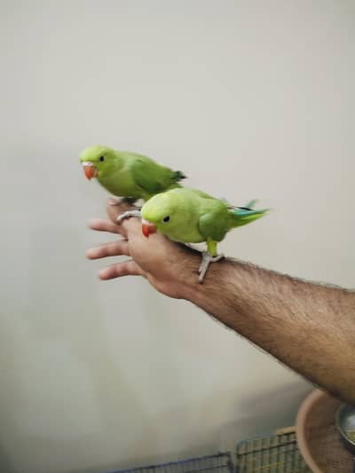 Green Ringneck Covered Babies Available