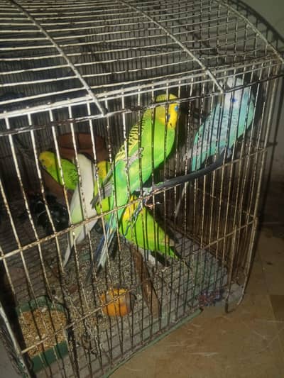 Australian Parrot