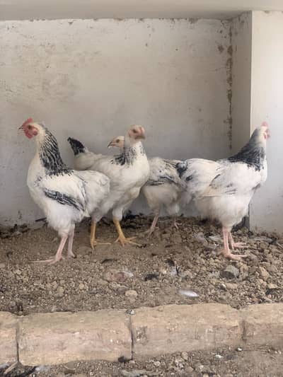 Heathy Light sussex 2 pairs up for sale
