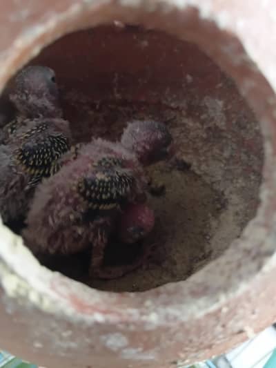 Breeder pair 03167768025