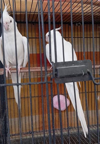 Hogoromo Breeder Pair