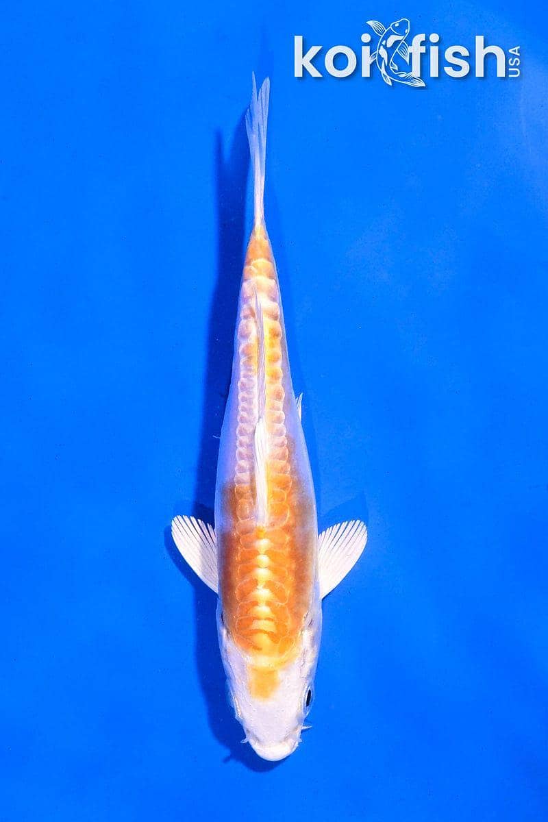 imp koi 1