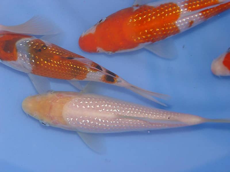 imp koi 4