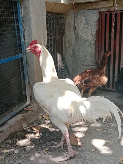 hiraasil aur black farmhouse Madi