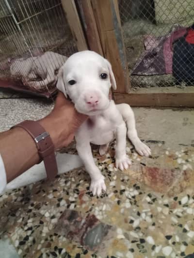 Dog for sell