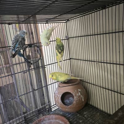 Beautiful Budgies male and femle sale | Healthy Male & Female Budgies