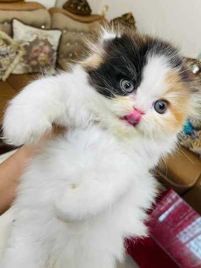 Quality Persian Punchface cat & kitten. moreWhatsApp 03265641968