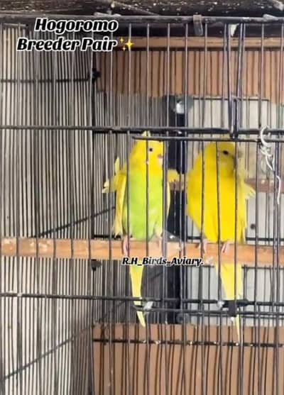 Hogoromo Granted Breeder pair