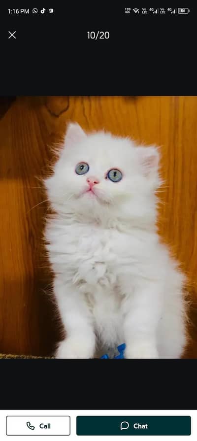 Persian cat for sale my WhatsApp number  03703659905