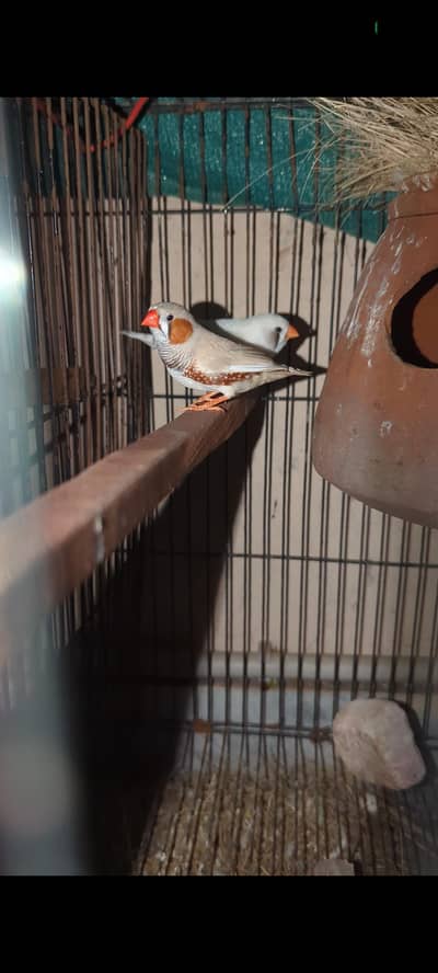 Finch pair