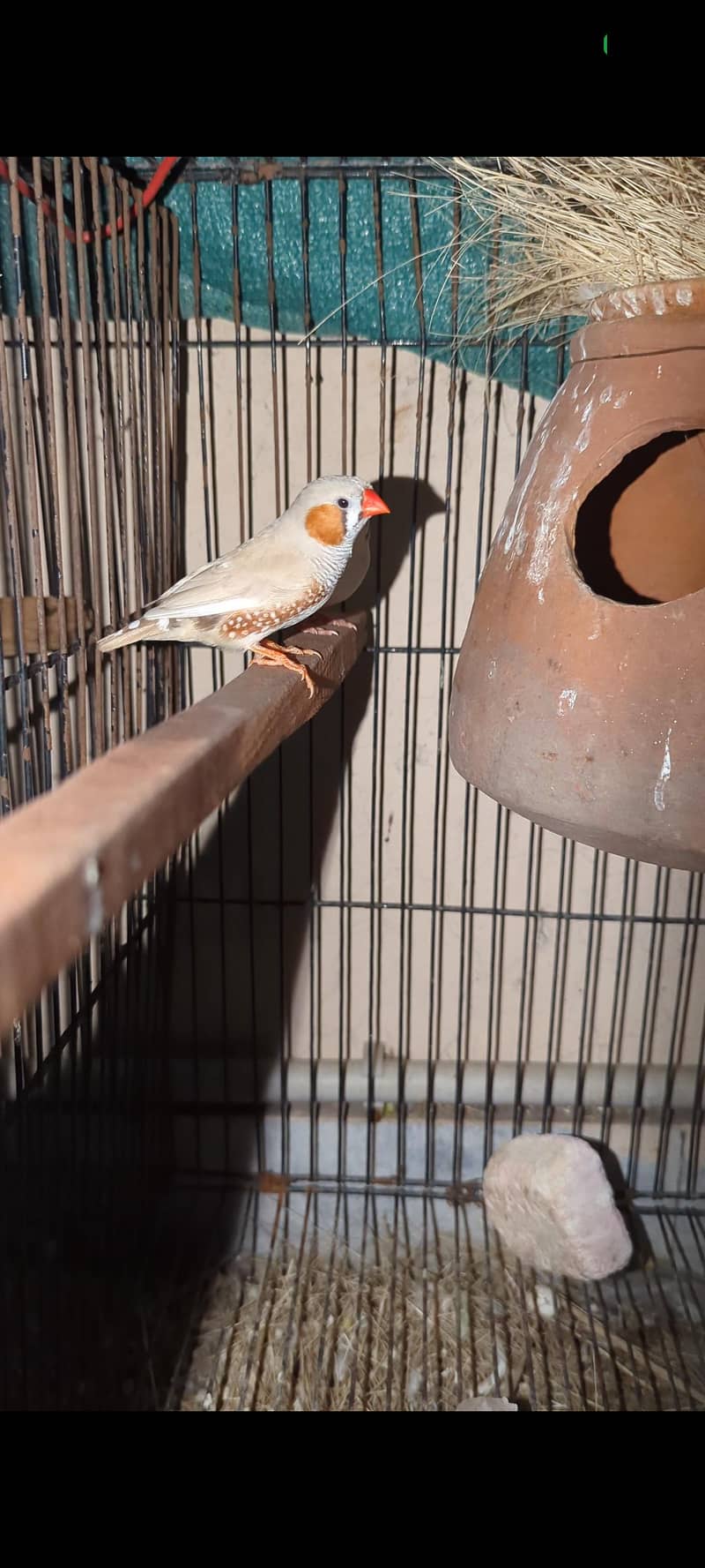 Finch pair 1
