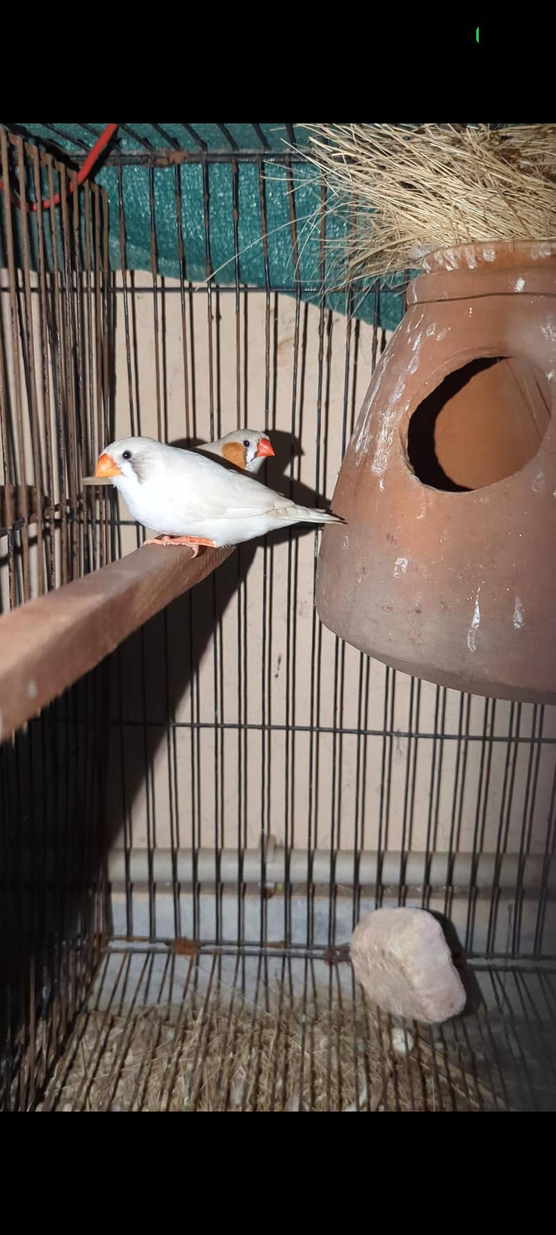 Finch pair 2