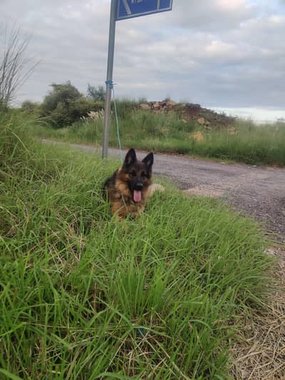 German Shepherd Dog for Sale – Healthy & Active Male