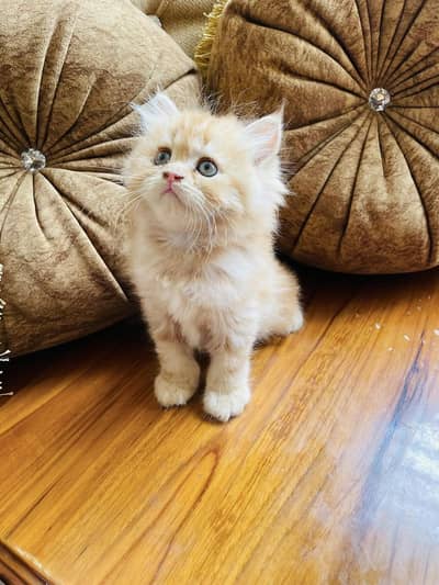 Quality Persian Punchface cat & kitten. moreWhatsApp 03265641968