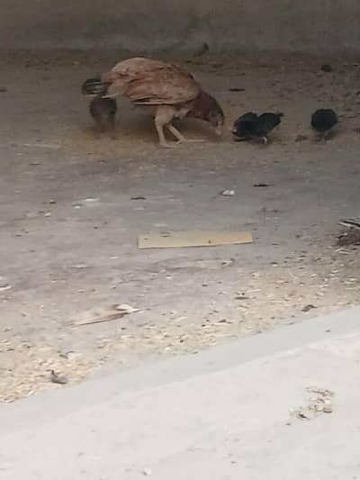 پیور حسیل پانچ بچے