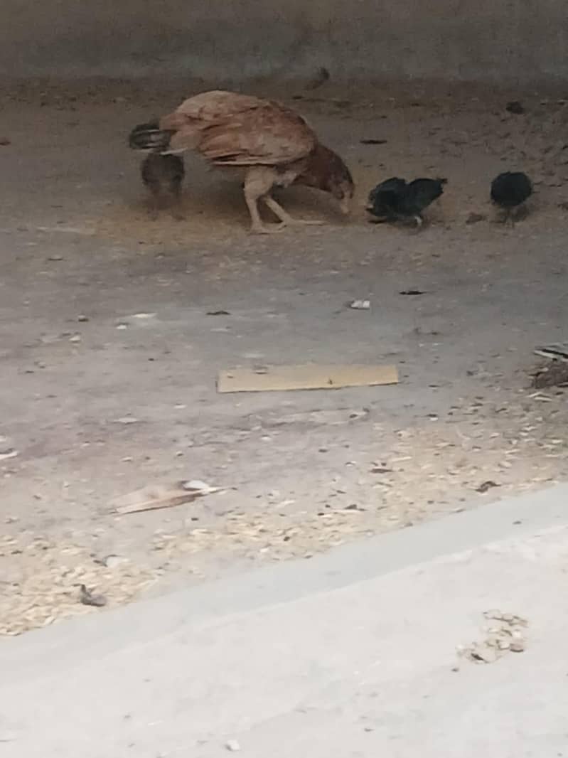 پیور حسیل پانچ بچے 0