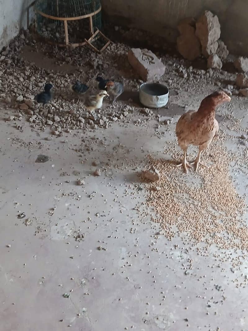 پیور حسیل پانچ بچے 2