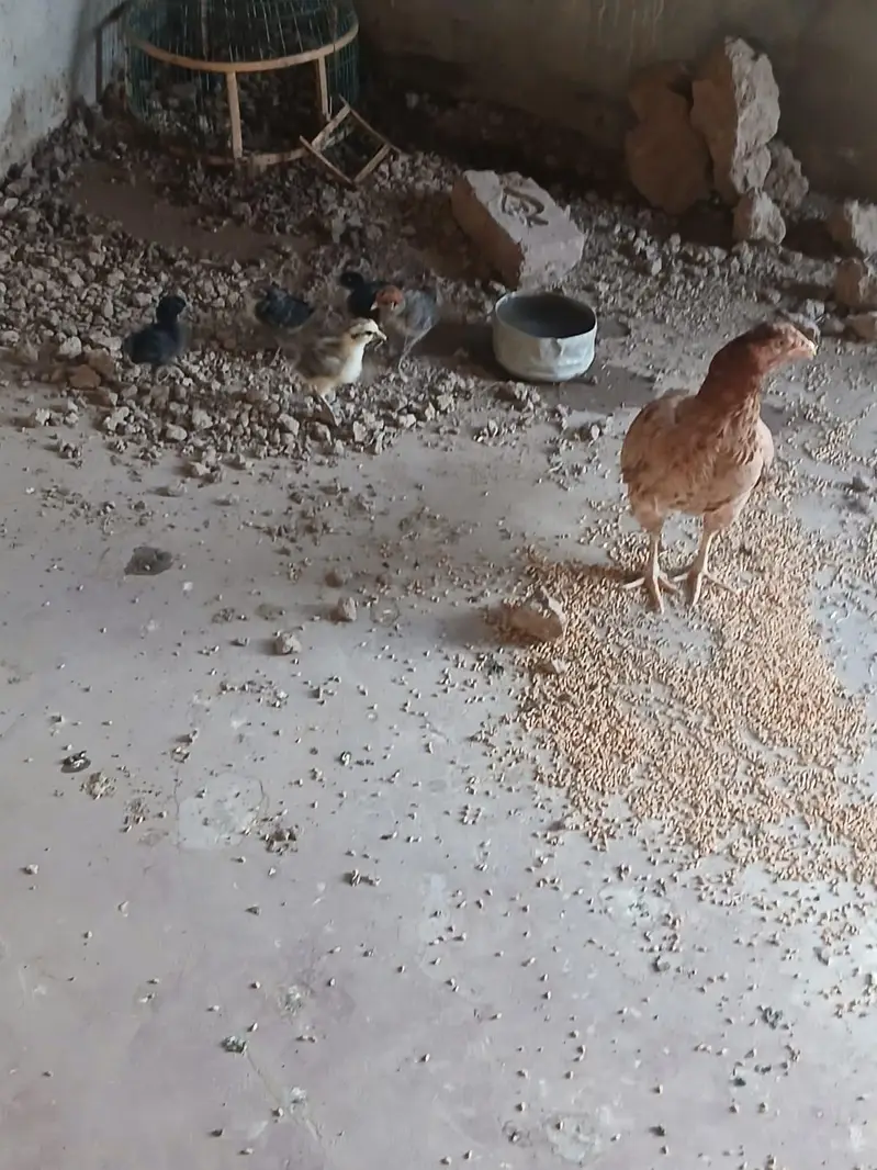 پیور حسیل پانچ بچے — photo 3