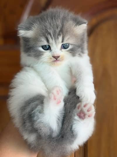 Quality Persian Punchface cat & kitten. moreWhatsApp 03265641968