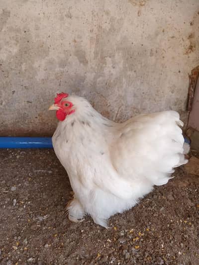 white bantum eggs and bantum female  for sale n heera chiks
