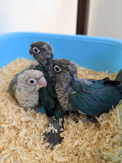 Turquoise and Pineapple Turquoise Conure Chicks for Handtame purpose