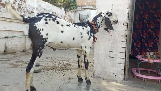 beautiful bakra for sell