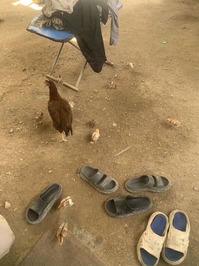 Chicken with 12 baby’s
