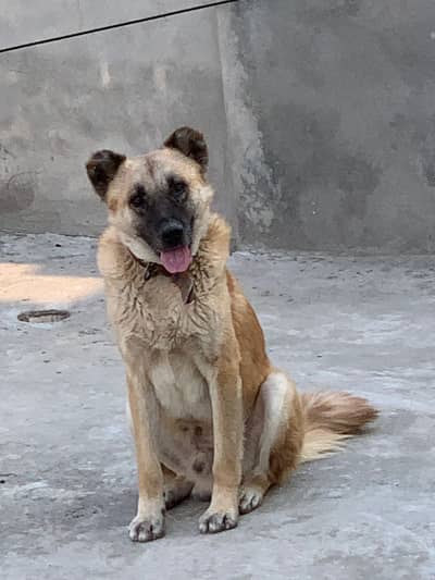 afghan koachi