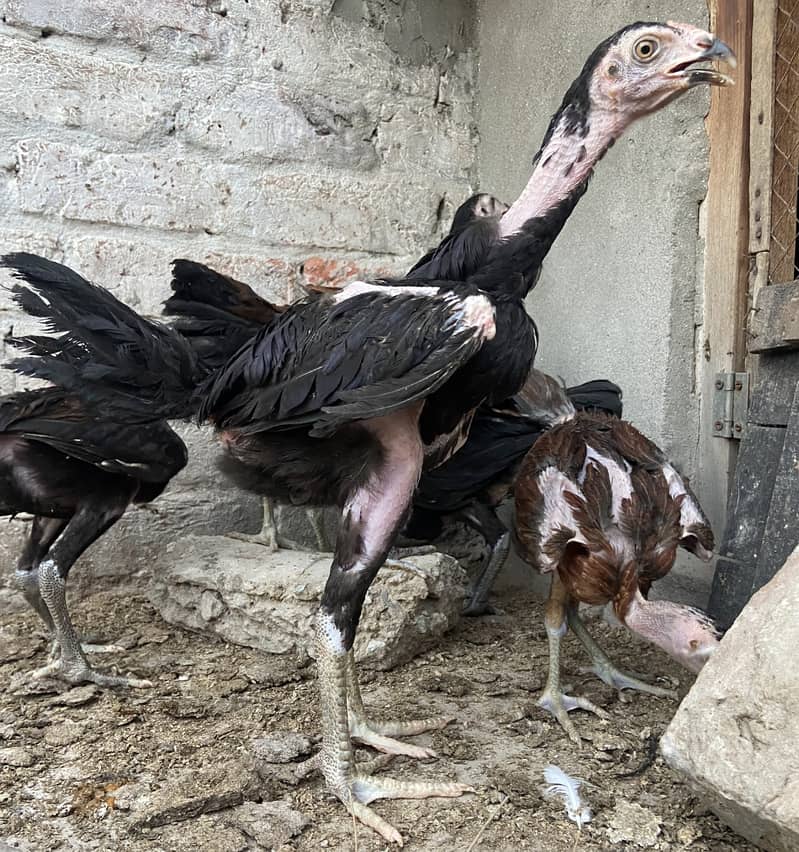 Panus Chick's 2