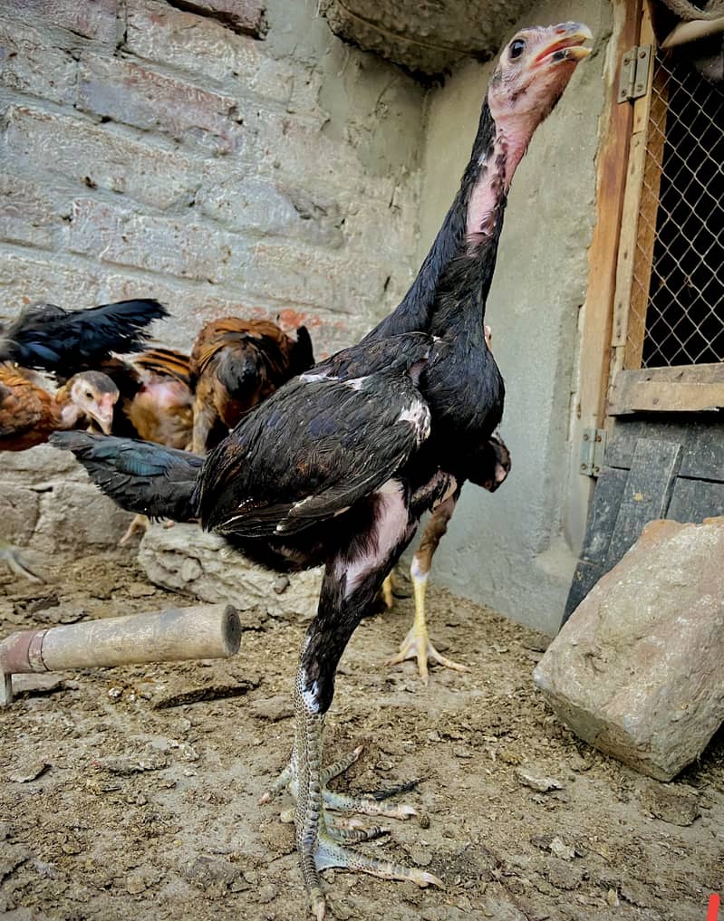 Panus Chick's 3
