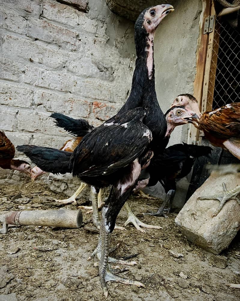 Panus Chick's 4