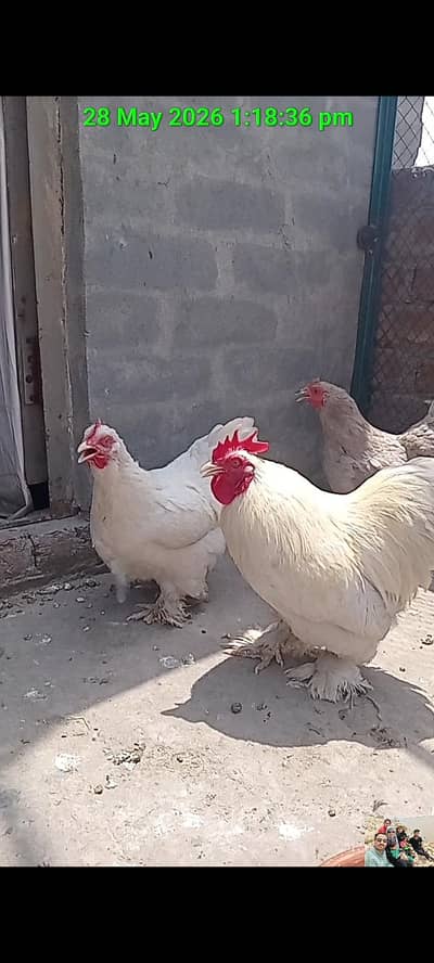 Bantam Chicks